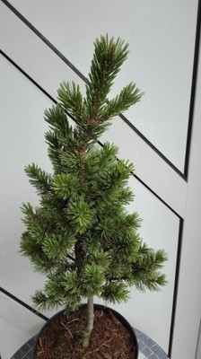 Pinus aristata 'Sherwood Compact' Sosna oścista XL