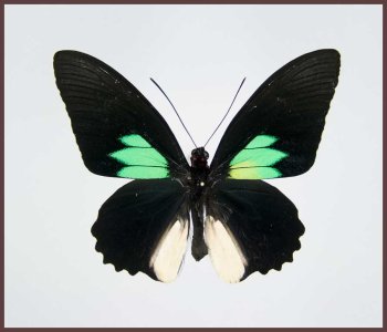 Motyl w gablotce Parides sesostris