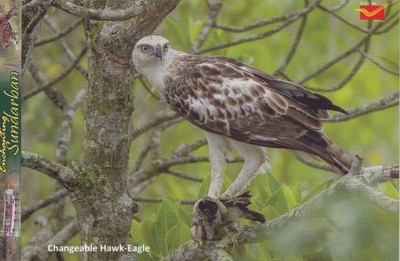 Ptaki Sundarban NP-unesco- Changeable Hawk-Eagle