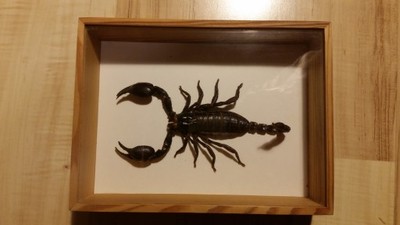 Skorpion Heterometrus ssp.