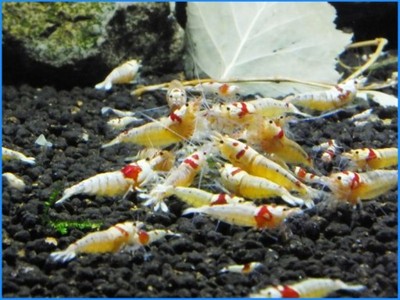 Krewetki CRYSTAL RED SSSS stan shrimps