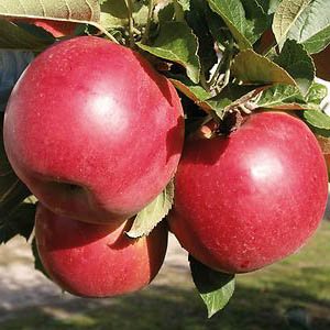 Jabłoń Cortland Kortland Wicki plenny i odporny