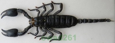 Heterometrus laoticus skorpion +160mm Tajlandia