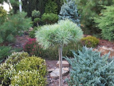 Pinus strobus Sea Urchin   - sztama 50 cm !!!