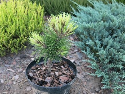Pinus mugo Misty  - Unikat !!!