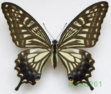 Papilio xuthus samica Chiny 79mm