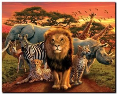 AFRICAN KINGDOM plakat 40x50cm /MPP50398