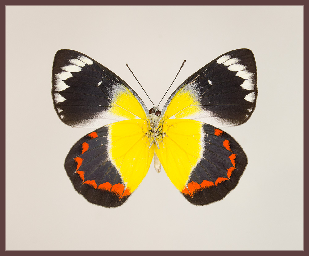 Motyl w gablotce Delias timorensis - samica