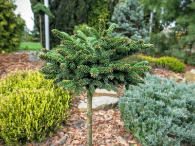 Picea orientalis 'Juwel' - sztama 20 cm !!!