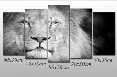 Obraz Lew Król Zwierząt Afryka Koty Dziki Kot Lwy