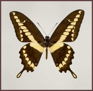 Motyl w gablotce Papilio rumiko