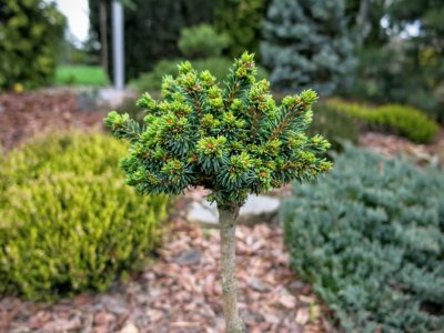 Picea abies Wichtel -  Unikat na 20 cm sztamie !!!