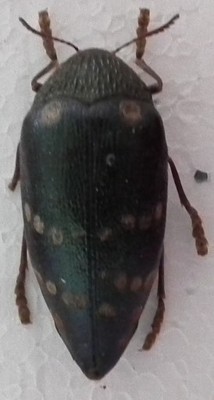 Chrząszcz-Sternocera castanea boucardii nr,2