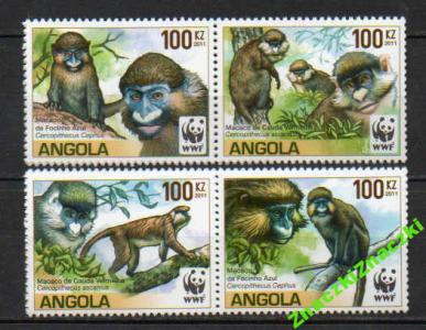 małpy WWF - Angola
