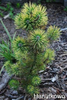 Pinus mugo Kokarde - kolorowa