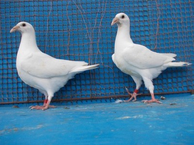 białe pocztowe ozdobne gołąb,gołębie