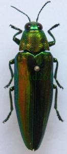 Chrysochroa baudoni Tajlandia
