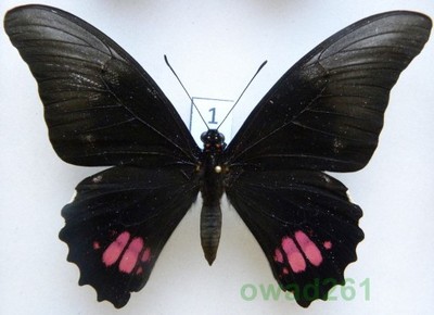 Papilio anchisiades Peru 93mm1