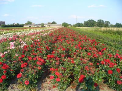 Krzewy róż, sadzonki róż, róże, róże w doniczkach - 5987463459 - oficjalne  archiwum Allegro