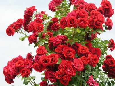 Róża pnąca Czerwona Duży KwiatZ DONICY-- NR 829BD