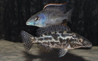 Nimbochromis LINNI - MALAWI Śląsk