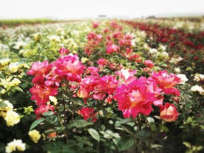 Krzewy róż , sadzonki róż , róże , róże kopane - 5708681627 - oficjalne  archiwum Allegro