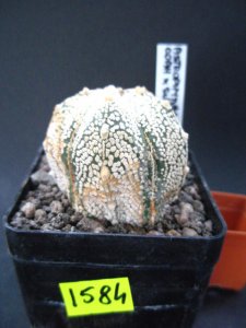 Kaktusy Astrophytum COAH X SUPER CABUTO  nr1584