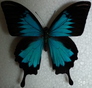 motyl-Papilio ulysses.