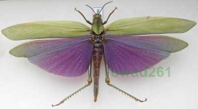 Titanacris albipes samica 184mm Peru8
