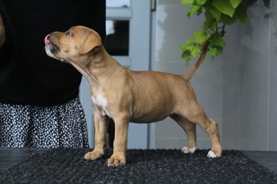 Amstaff, American Staffordshire Terrier, AST