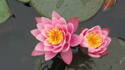 Lilia wodna - Fabiola różowa do oczka rośliny