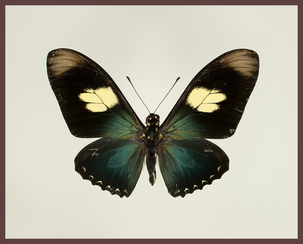 Motyl w gablotce Eurytides pausanias