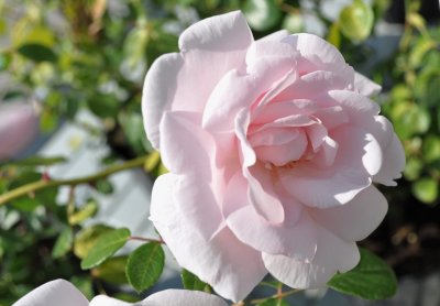 Róża New Down pnaca porcelanowy róż