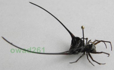 Gasteracantha arcuata pająk Tajlandia4