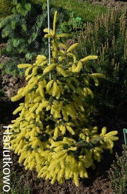 Picea abies Perry's Gold - złoty!