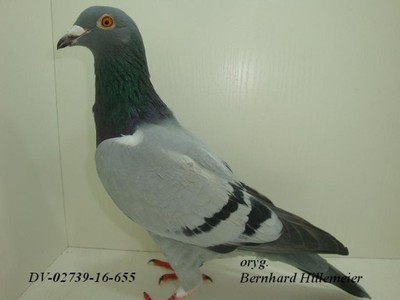 Gołębie pocztowe B.Hillemeier -DV02739-16-655