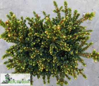 Świerk sachaliński 'Chinese Marl' Picea glehnii