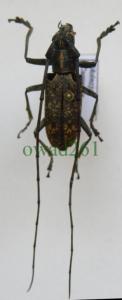Cerambycidae4 Malezja samiec