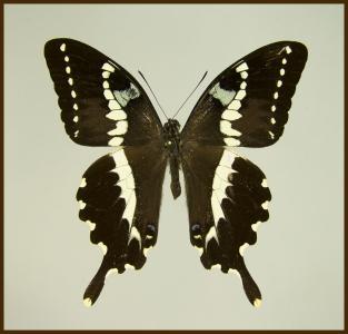 Motyl w gablotce Papilio delalandei