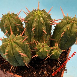 675*KAKTUSY* Euphorbia aggregata