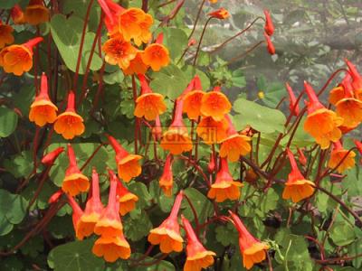 NASTURCJA BULWIASTA - TROPAEOLUM TUBEROSUM 1szt