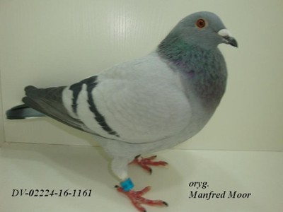 Gołębie pocztowe M.Moor -DV02224-16-1161