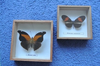 Motyle Historis odias Graphium androcles