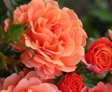 Róża  wielkokwiatowa  morelowa - śliczna Nr  12