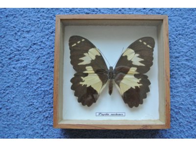 Motyl Papilio euchenor