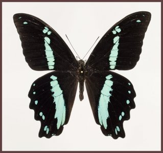 Motyl w gablotce Papilio nireus nireus