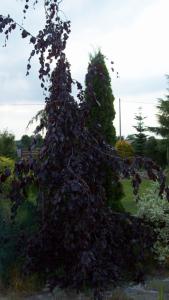 Fagus sylvatica  Purple Fountain - buk szczepiony