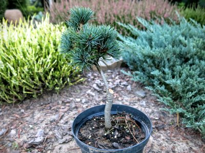 Pinus parviflora `Kusu-dama` - piękna miniaturka !