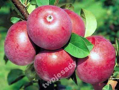Jabłoń CORTLAND WICKI duże owoce  /SZKÓŁKA