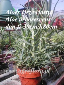 Aloes Drzewiasty Aloe arborescens sadz C1 h15-20cm